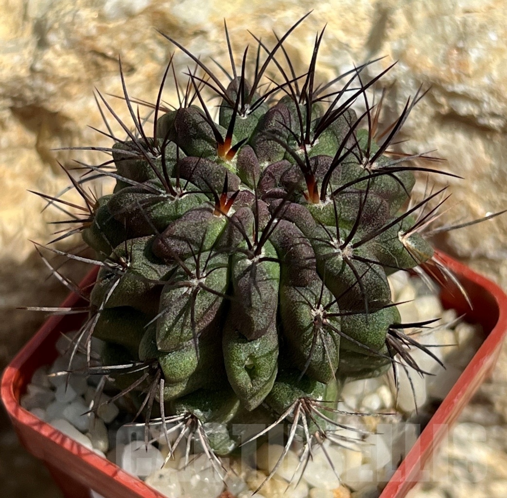 SHPR11663 Neoporteria neohankeana ex M.G. 1033.43