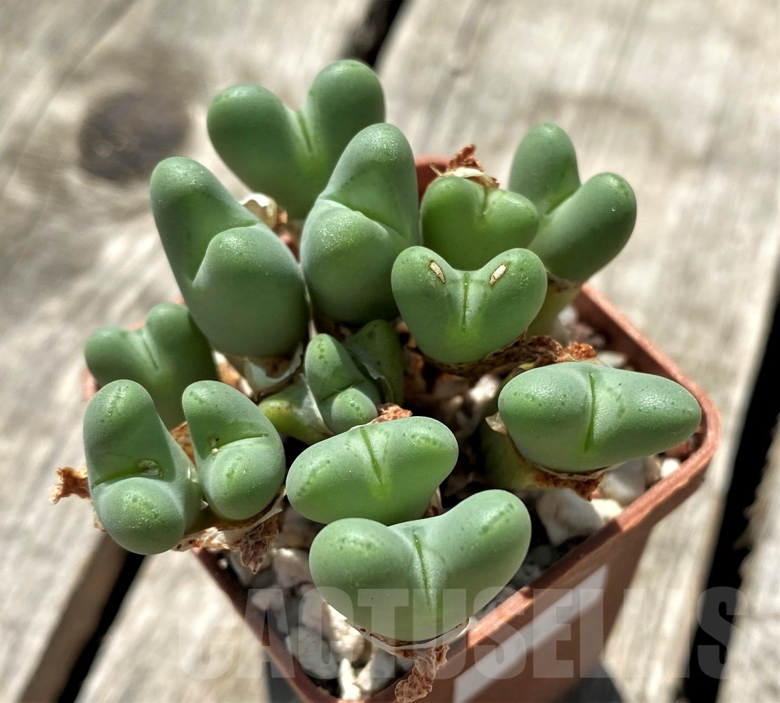 SHPR11300 Conophytum frutescens - 画像 (2)