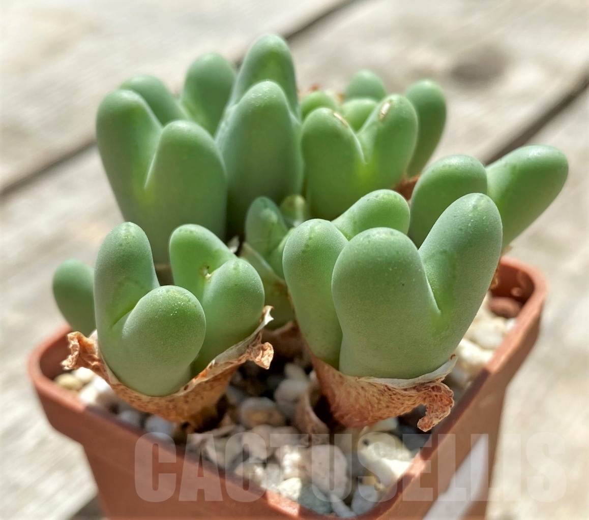 SHPR11300 Conophytum frutescens