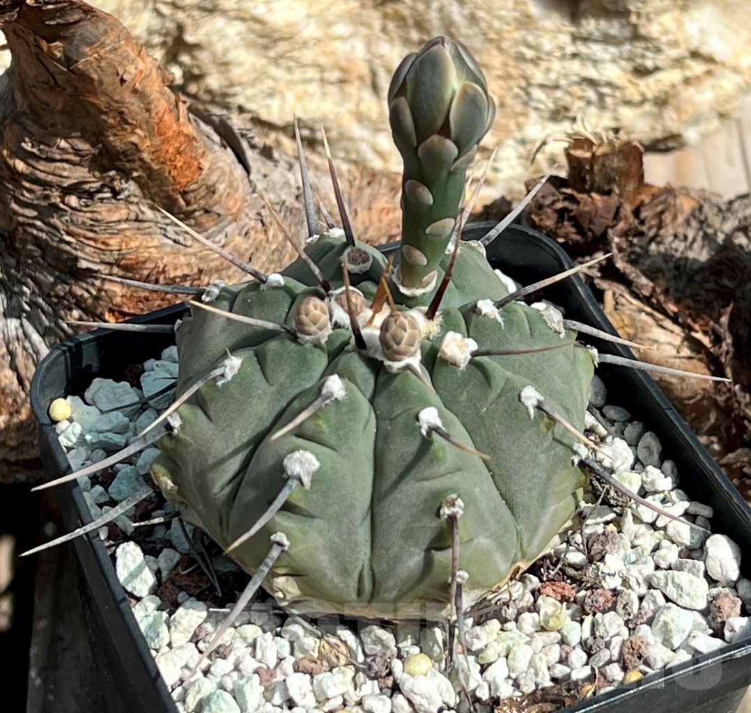 SHPR11664 Gymnocalycium vatteri