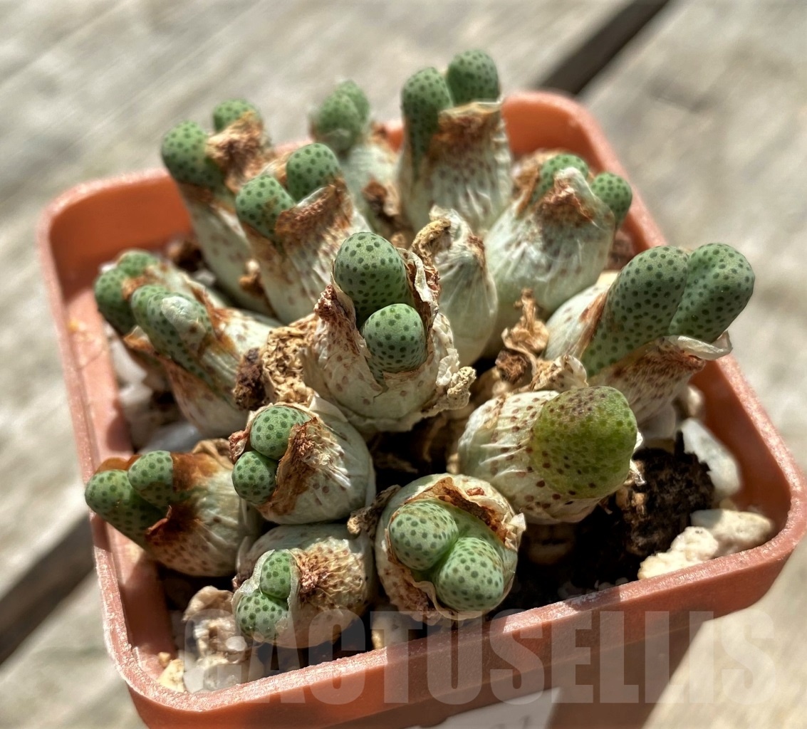 SHPR11301 Conophytum marginatum ssp. haramoepense