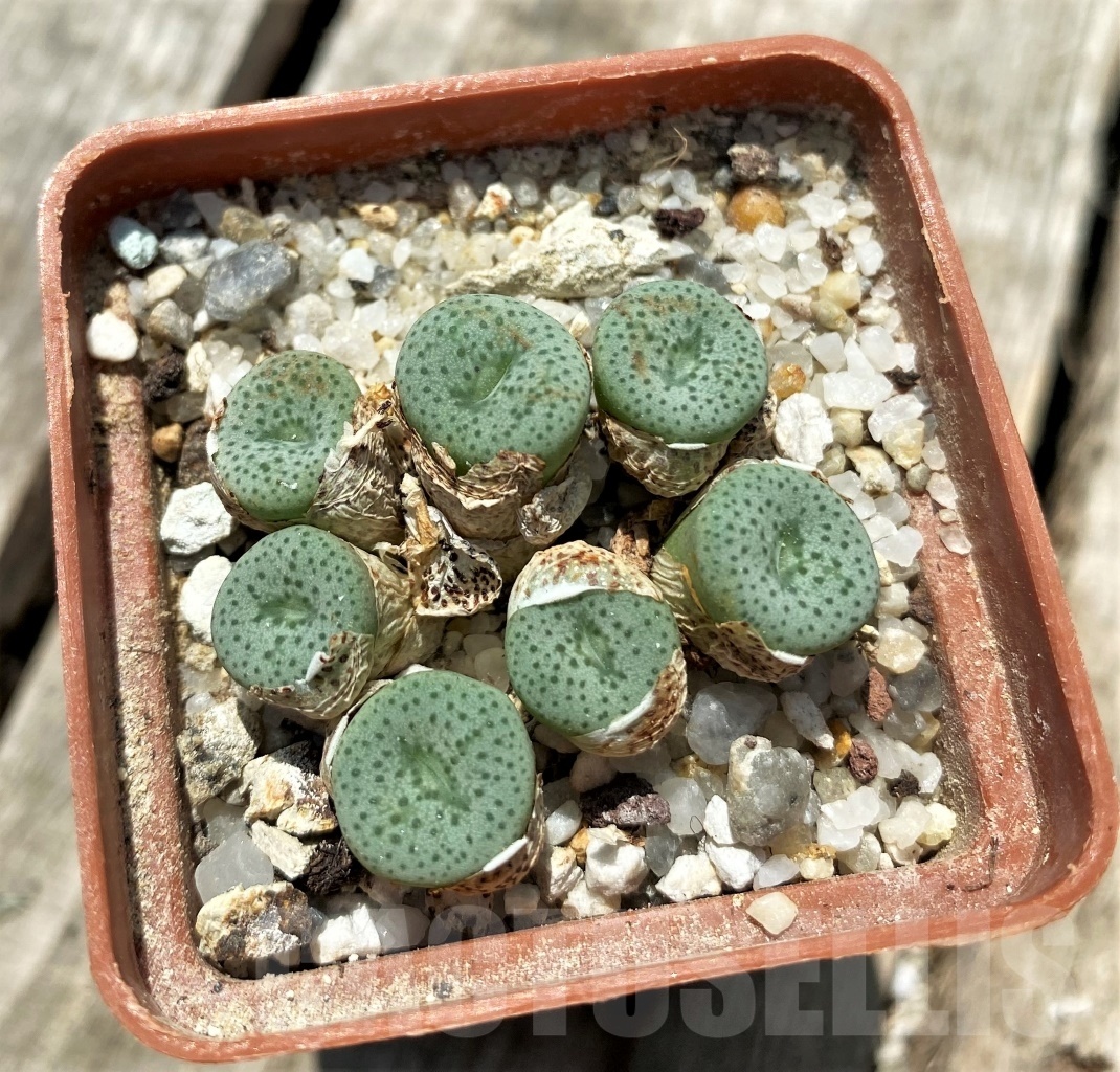 SHPR11302 Conophytum jucundum 'Admiralii' - 画像 (2)