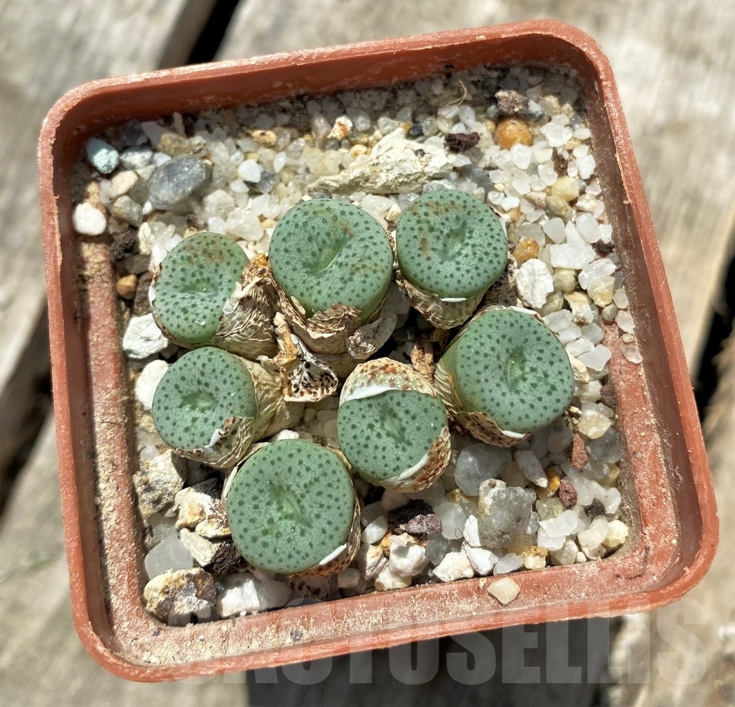 SHPR11302 Conophytum jucundum 'Admiralii'