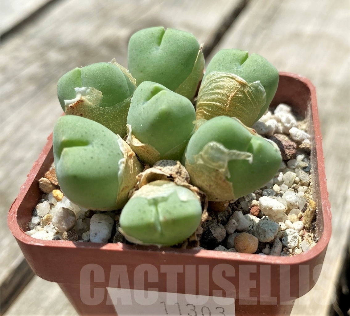 SHPR11303 Conophytum quaesitum Rooilepel
