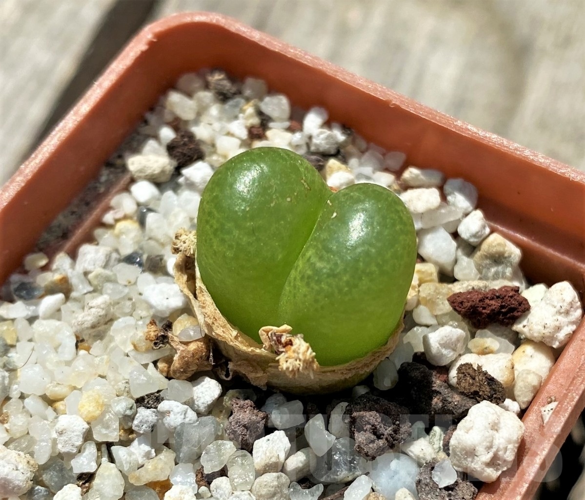 SHPR11304 Conophytum maughanii ssp. armeniacum - Image 2