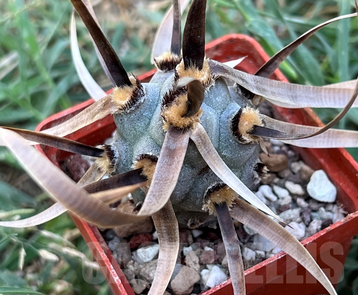 SHPR11665 Tephrocactus articulatus v. papyracanthus - Image 2