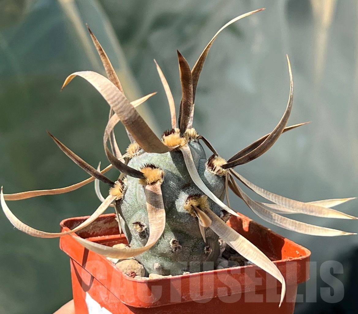 SHPR11665 Tephrocactus articulatus v. papyracanthus