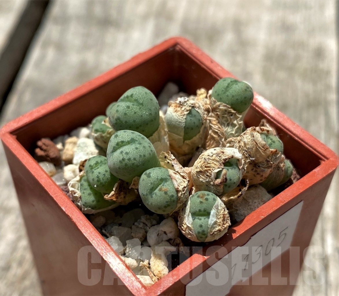 SHPR11305 Conophytum gratum (Small form)