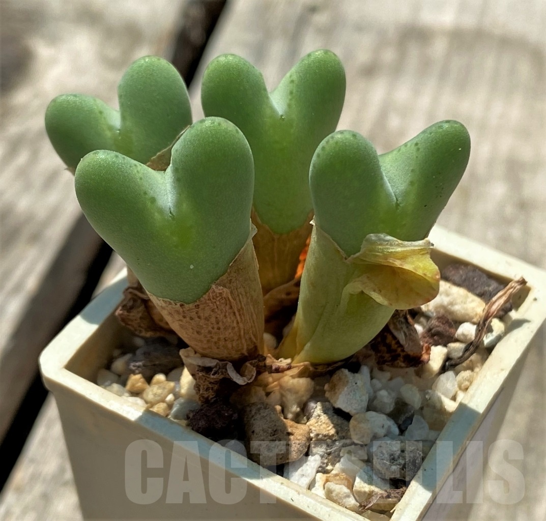 SHPR11306 Conophytum bilobum - immagine 2