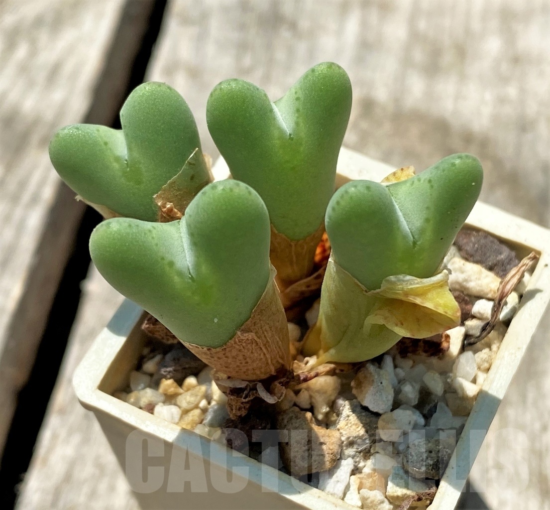 SHPR11306 Conophytum bilobum