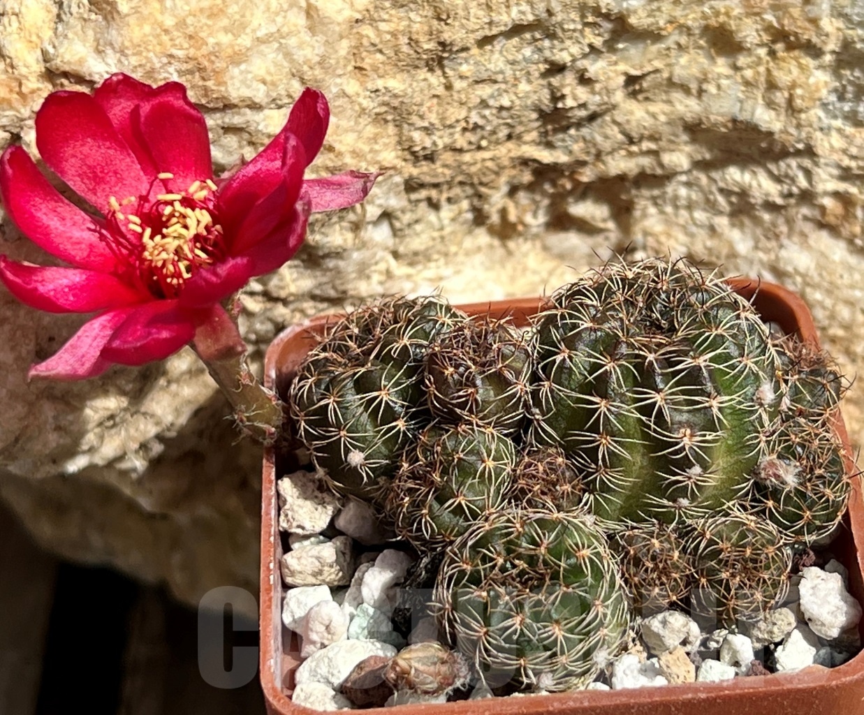 SHPR11666 Lobivia arachnacantha var. torrecillacensis - Image 2