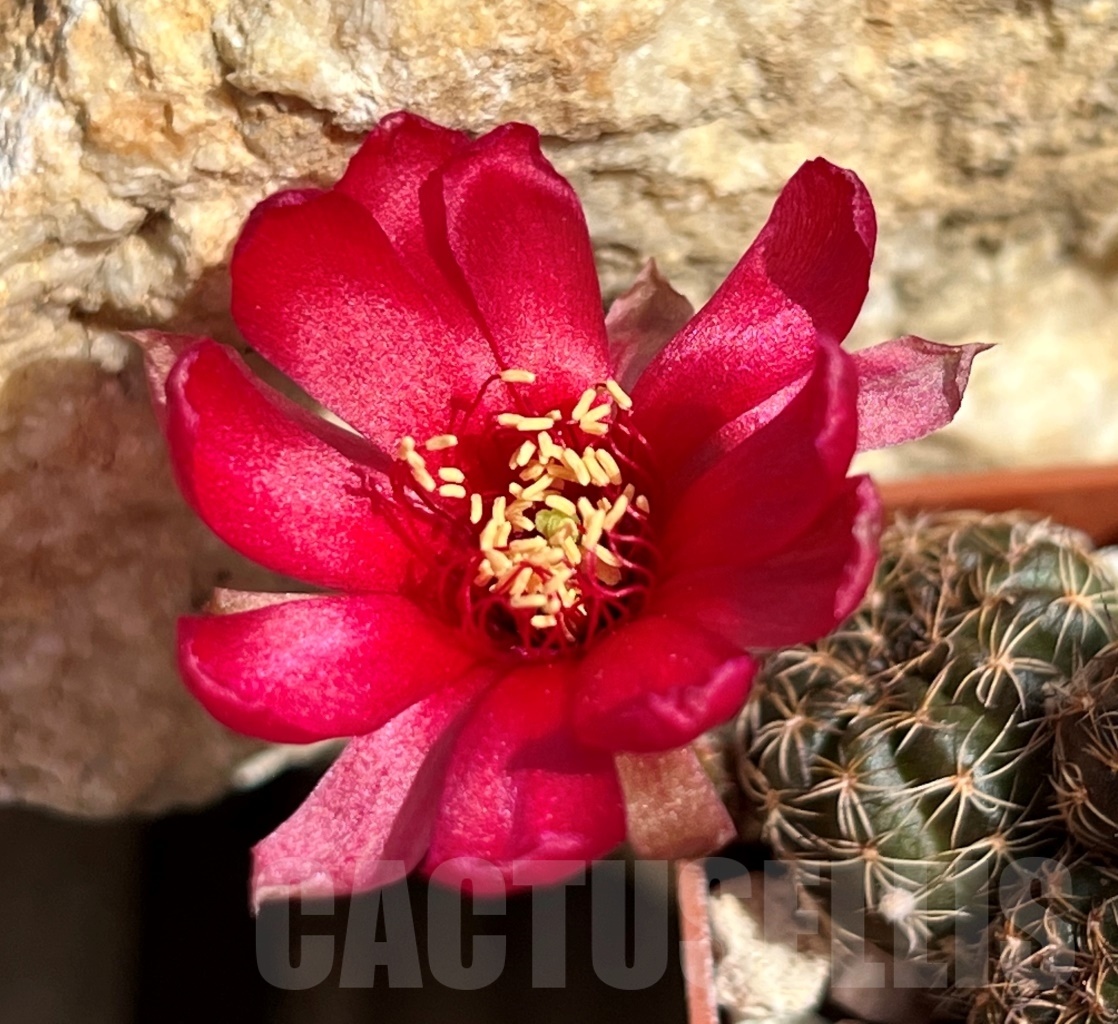 SHPR11666 Lobivia arachnacantha var. torrecillacensis - Image 3