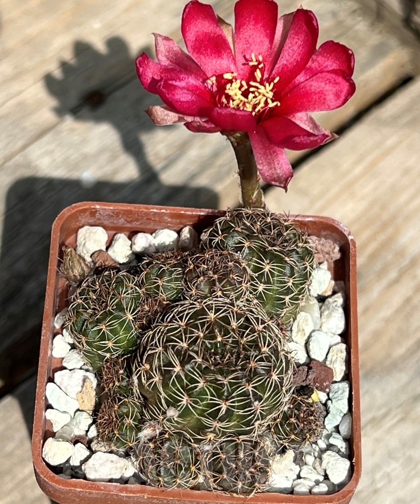 SHPR11666 Lobivia arachnacantha var. torrecillacensis