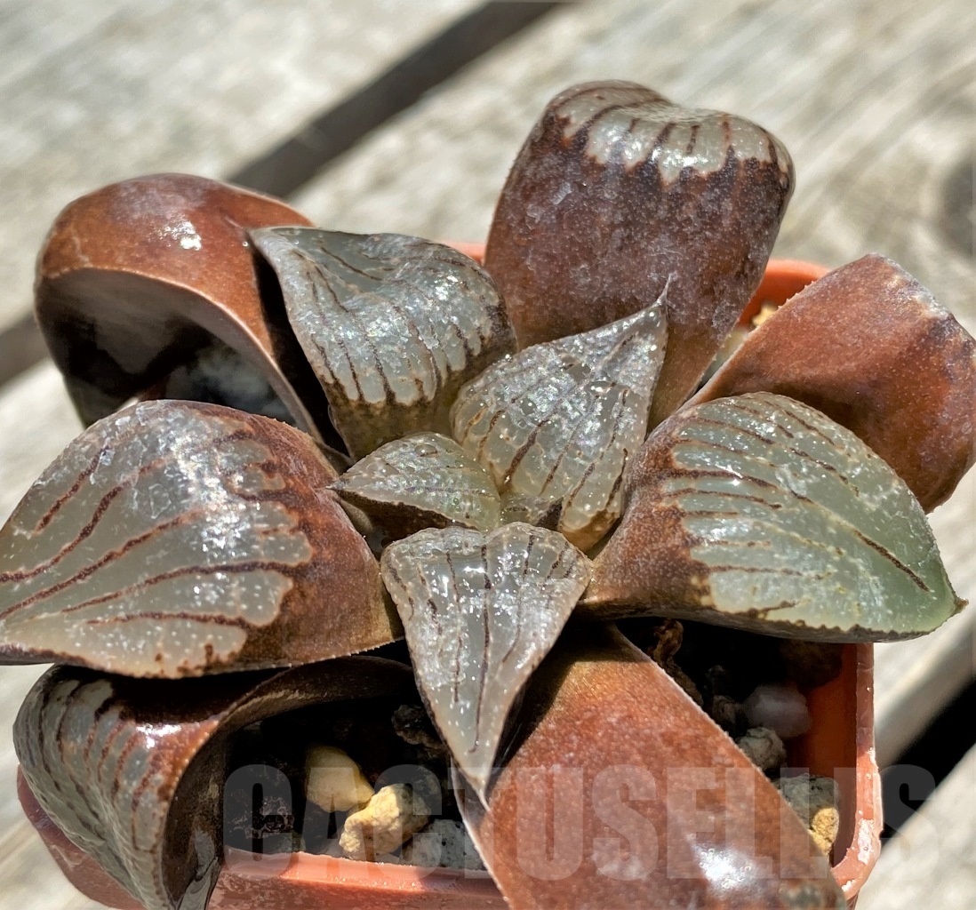 SHPR11312 Haworthia comptoniana hybrid