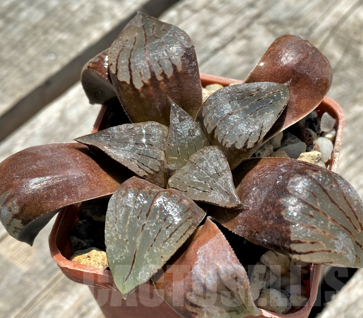 SHPR11312 Haworthia comptoniana hybrid - Image 2