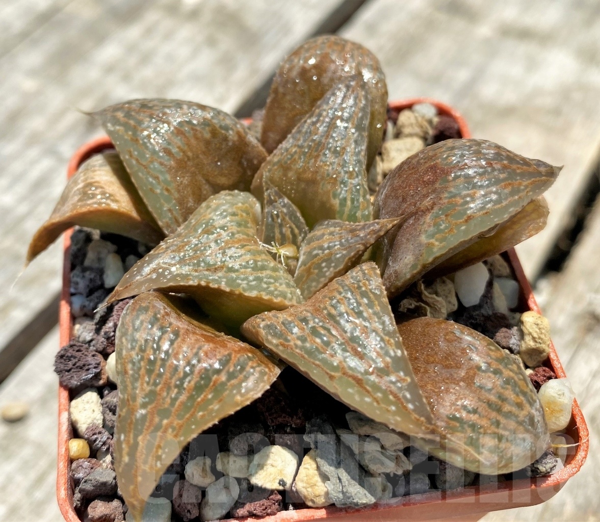 SHPR11317 Haworthia 'Toku-Pinku-A' ex Japan