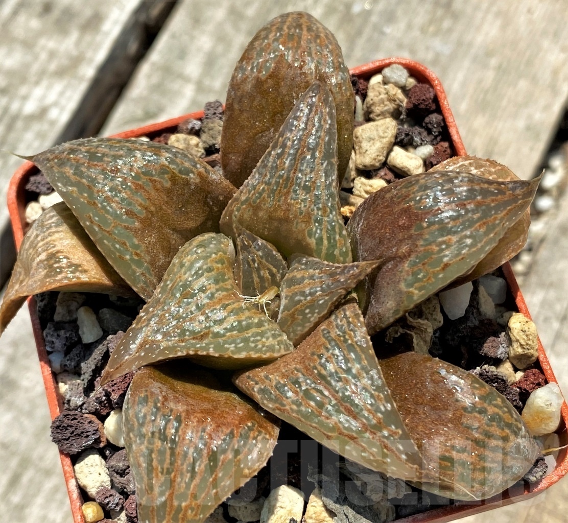SHPR11317 Haworthia 'Toku-Pinku-A' ex Japan - Image 2