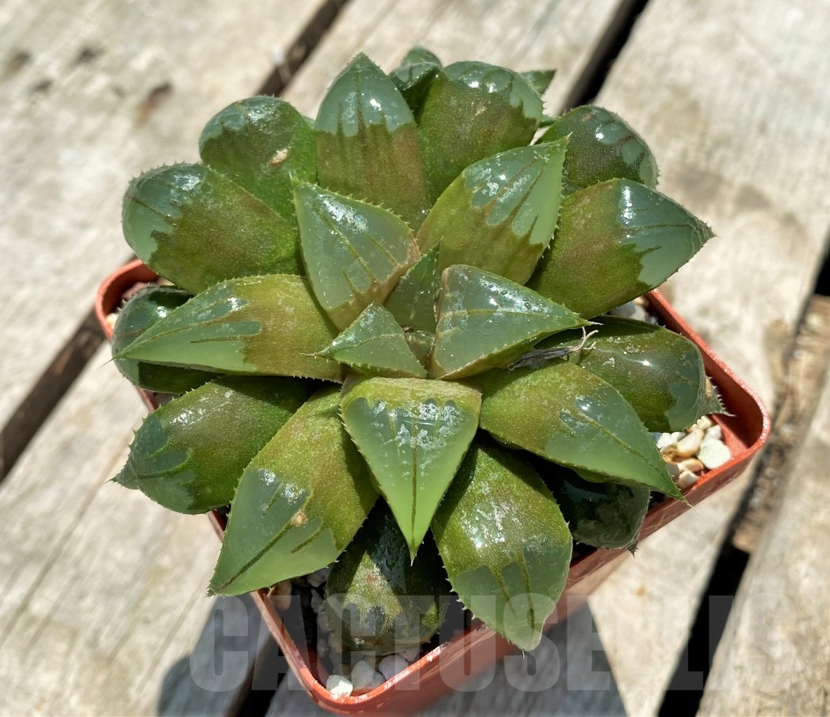 SHPR11319 Haworthia mirabilis mundula – Image 3