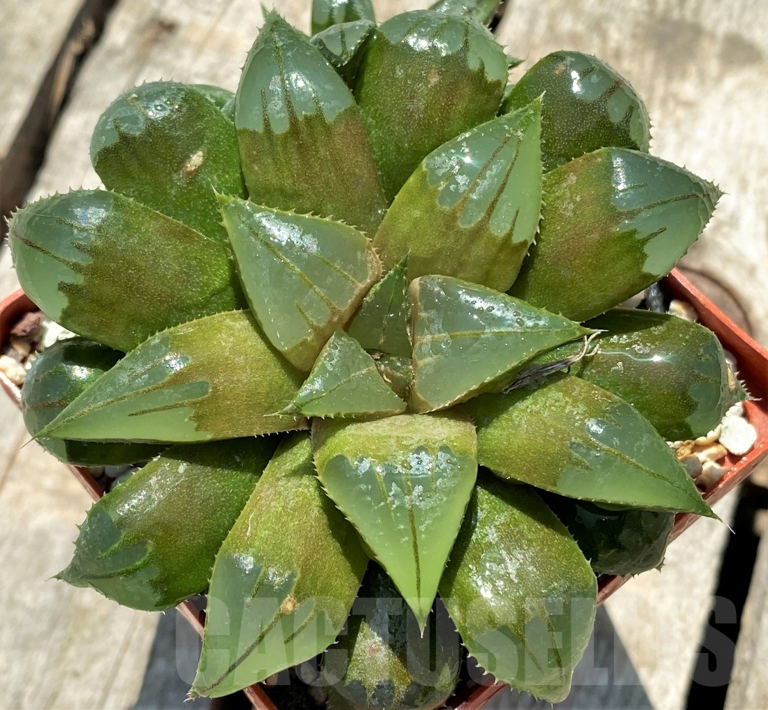 SHPR11319 Haworthia mirabilis mundula