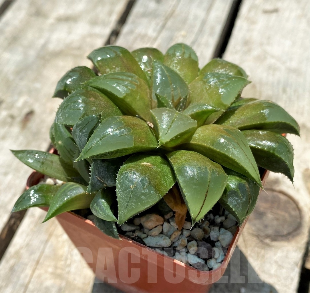 SHPR11319 Haworthia mirabilis mundula – Image 2