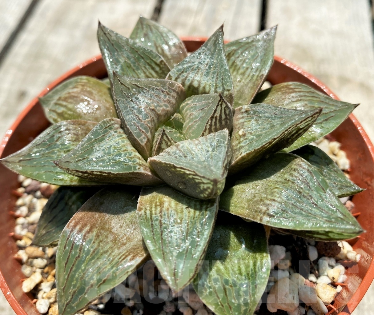 SHPR11320 Haworthia retusa x comptoniana