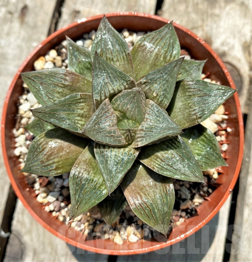 SHPR11320 Haworthia retusa x comptoniana - Image 2
