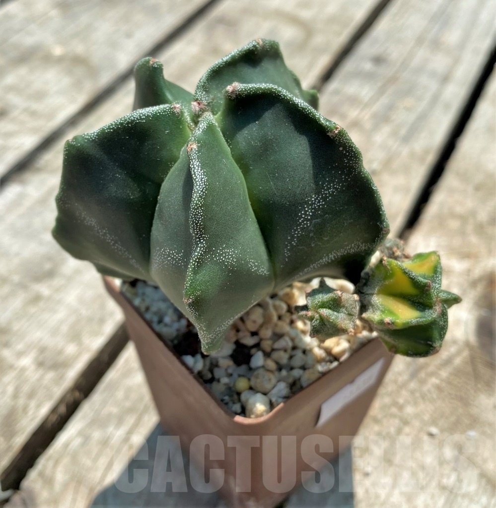 SHPR11335 Astrophytum myriostigma hybrid - Obrázek 2