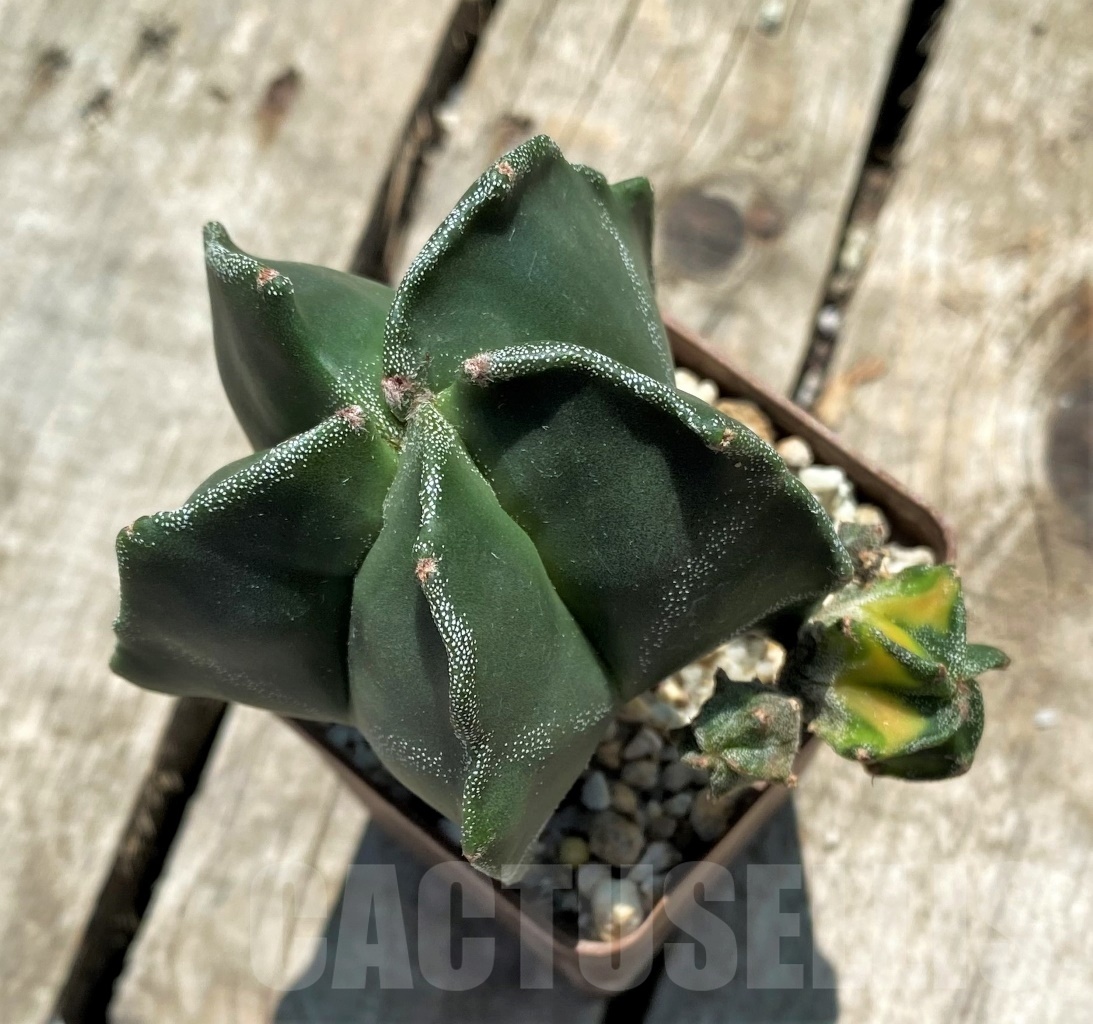 SHPR11335 Astrophytum myriostigma hybrid