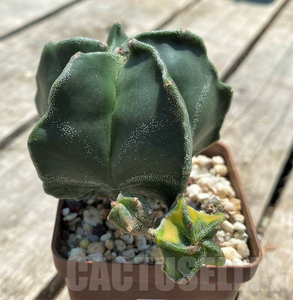 SHPR11335 Astrophytum myriostigma hybrid - Obrázek 3