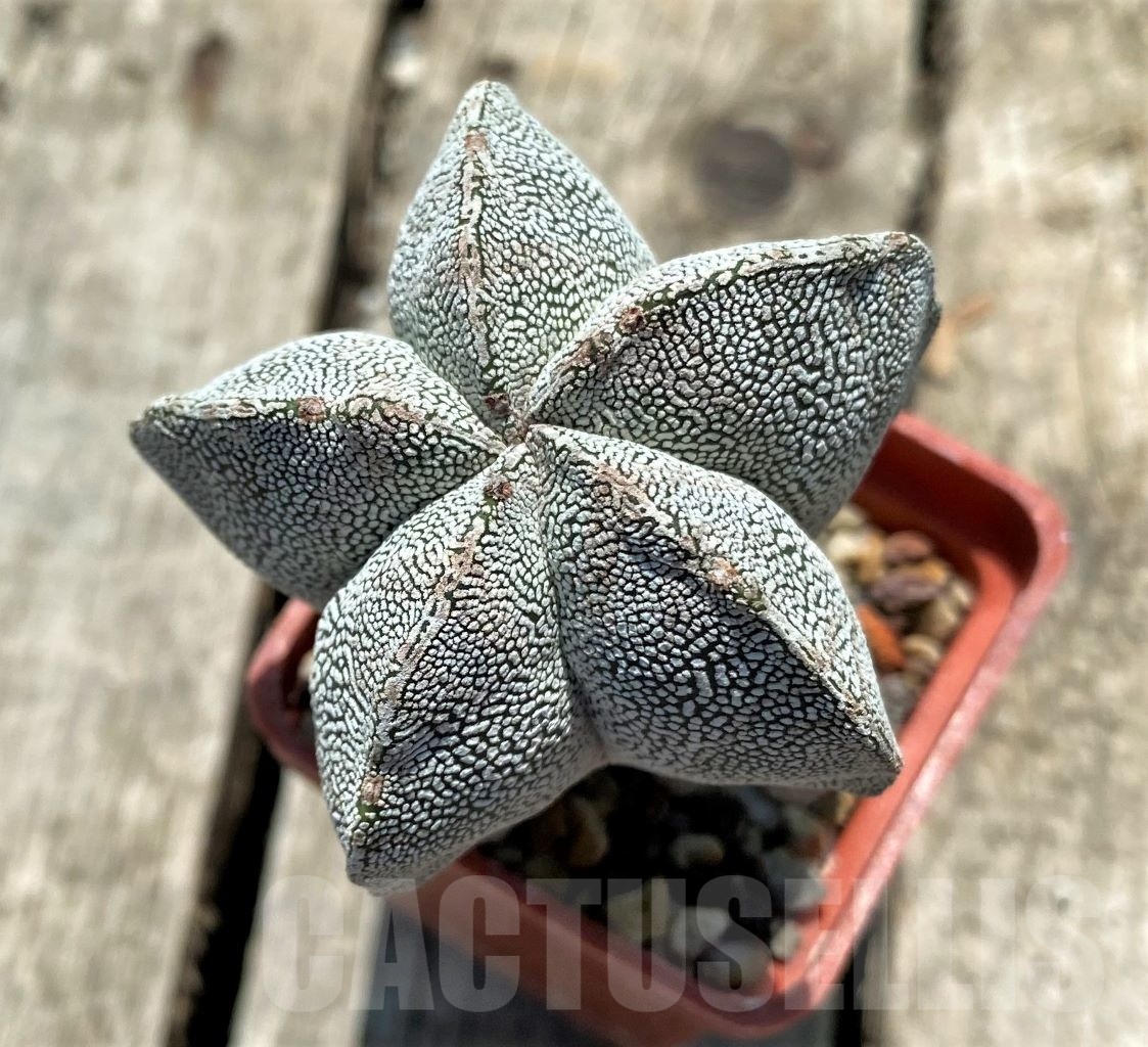 SHPR11335 Astrophytum myriostigma 'Onzuka'