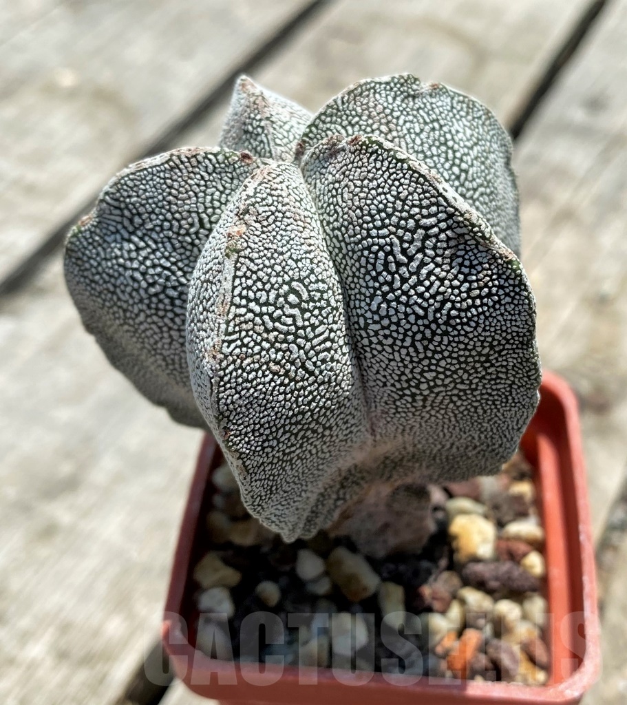 SHPR11335 Astrophytum myriostigma 'Onzuka' - immagine 2