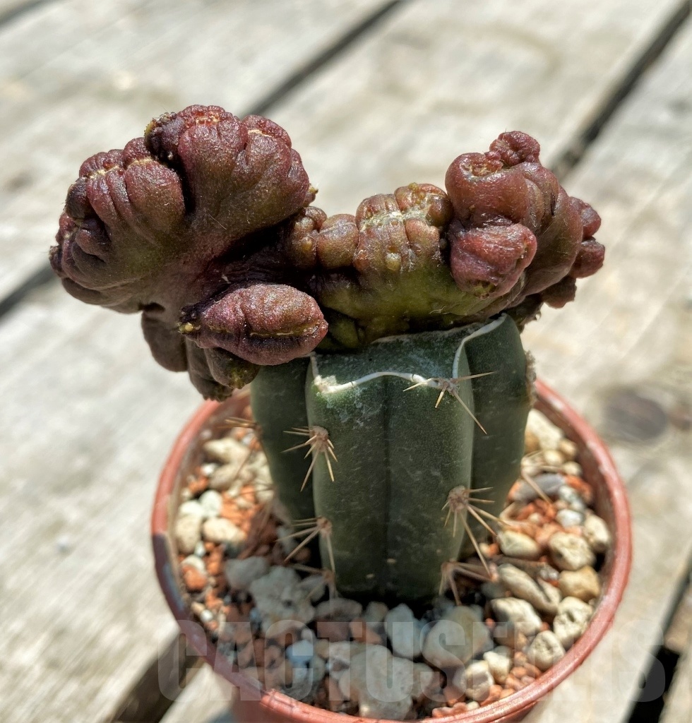 SHPR9827 Echinopsis 'Chocolate' monstrose - immagine 2