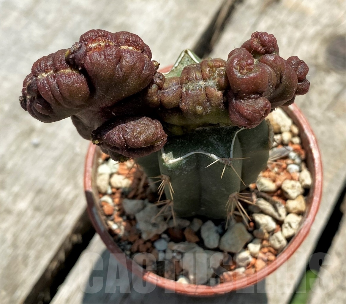 SHPR9827 Echinopsis 'Chocolate' monstrose