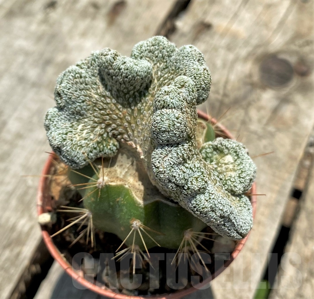 SHPR9829 Pelecyphora aselliformis f. cristata