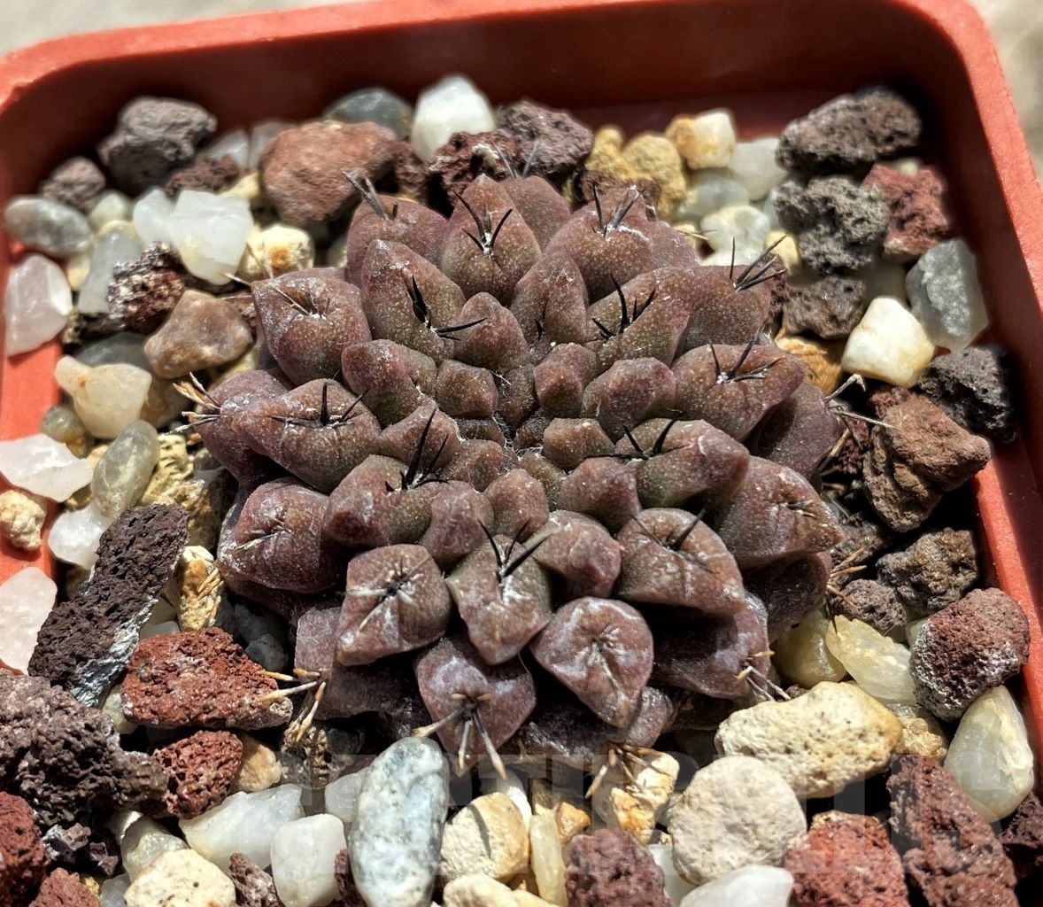 SHPR11338 Eriosyce aff. occulta