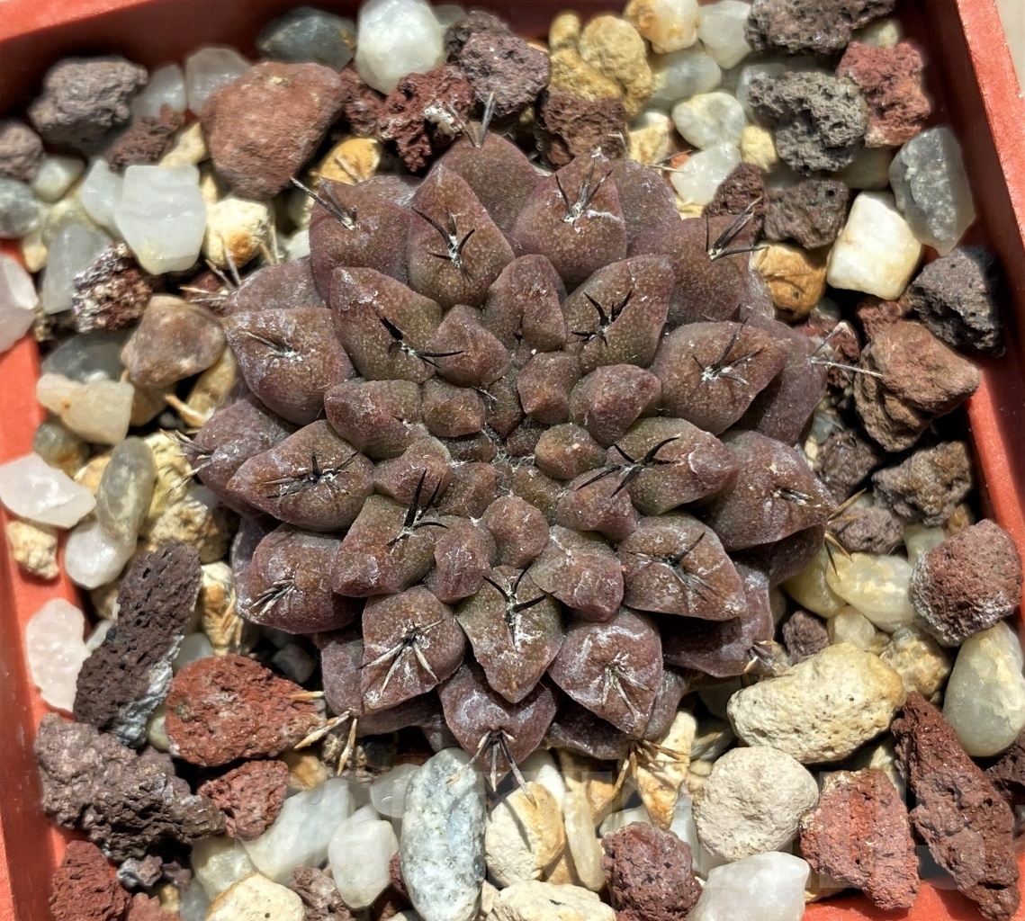 SHPR11338 Eriosyce aff. occulta - Obrázek 2