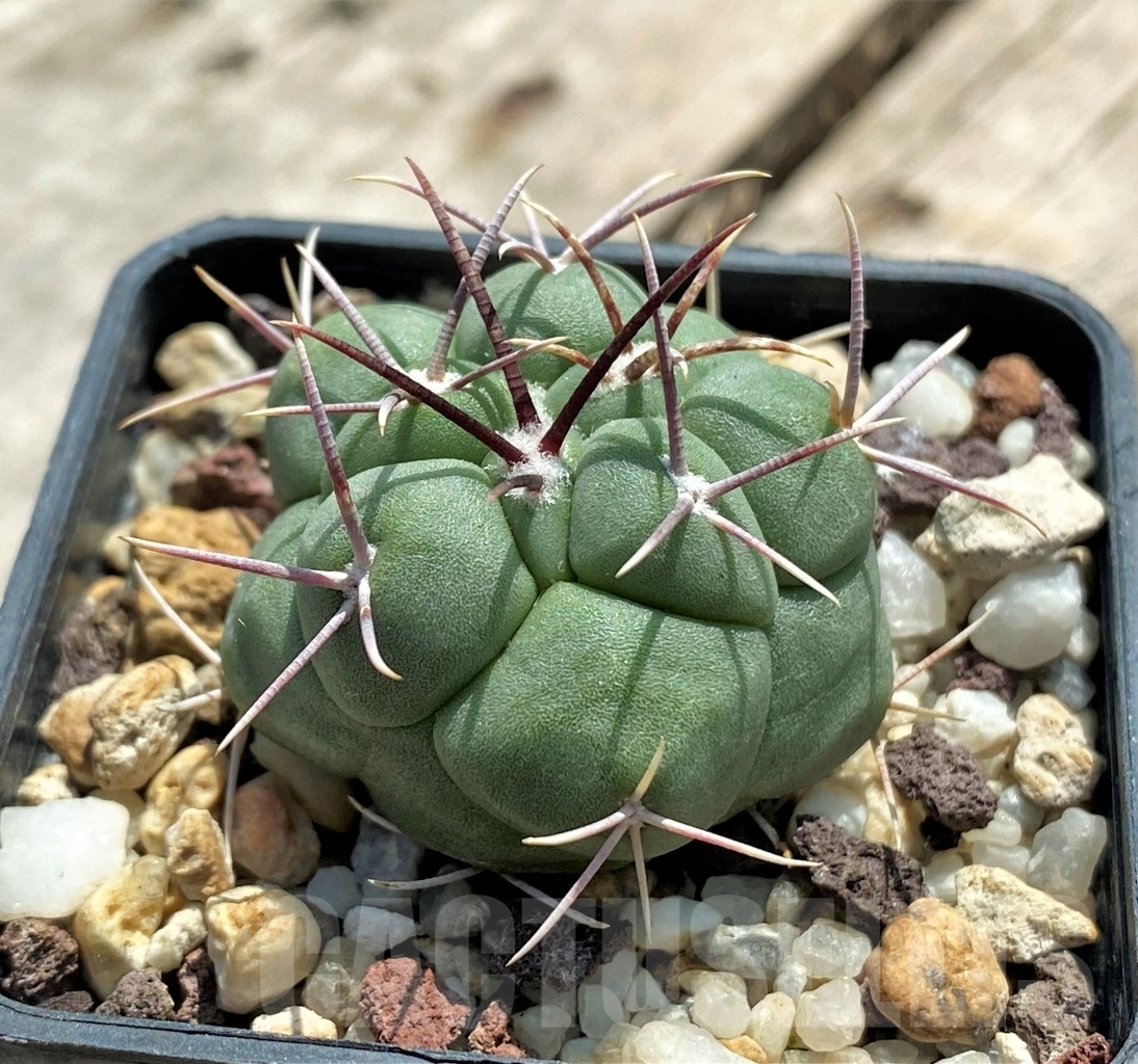 SHPR11339 Thelocactus hexaedrophorus