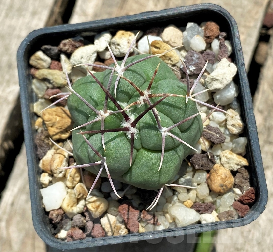 SHPR11339 Thelocactus hexaedrophorus - immagine 2