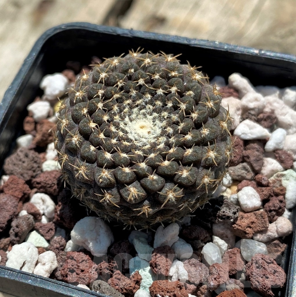 SHPR11340 Thelocephala odieri