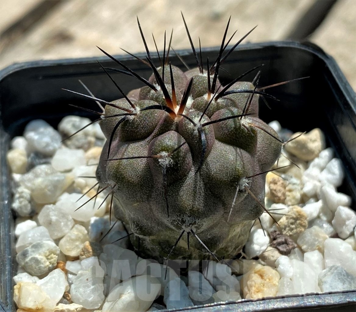 SHPR11341 Copiapoa dealbata