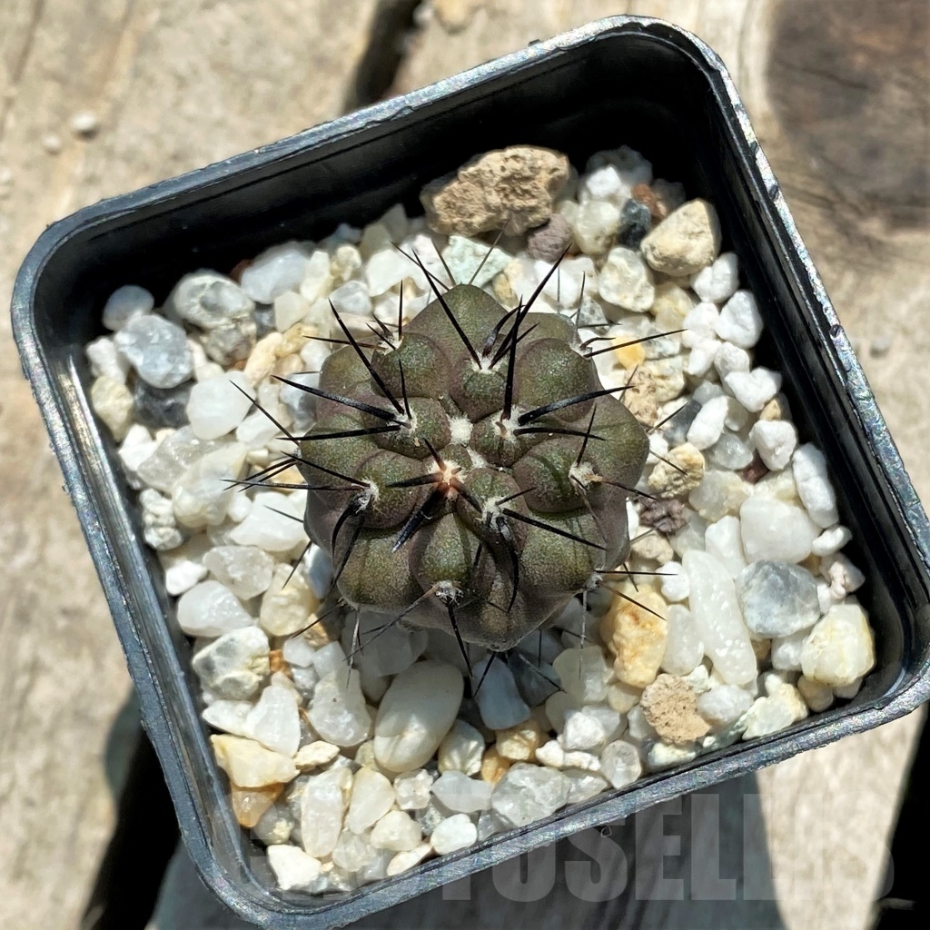 SHPR11341 Copiapoa dealbata - Image 2