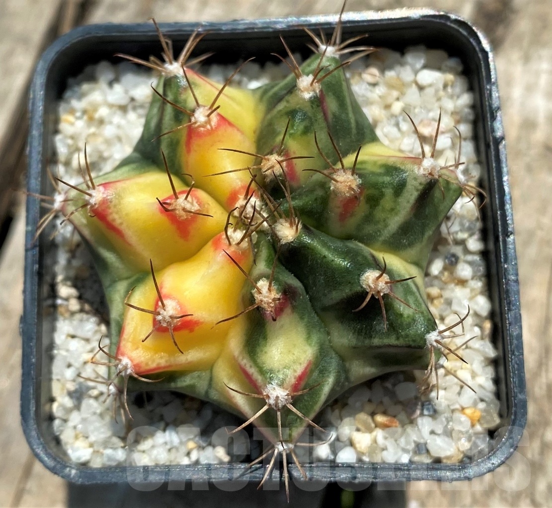 SHPR11345 Gymnocalycium mihanovichii f. variegata - Image 2