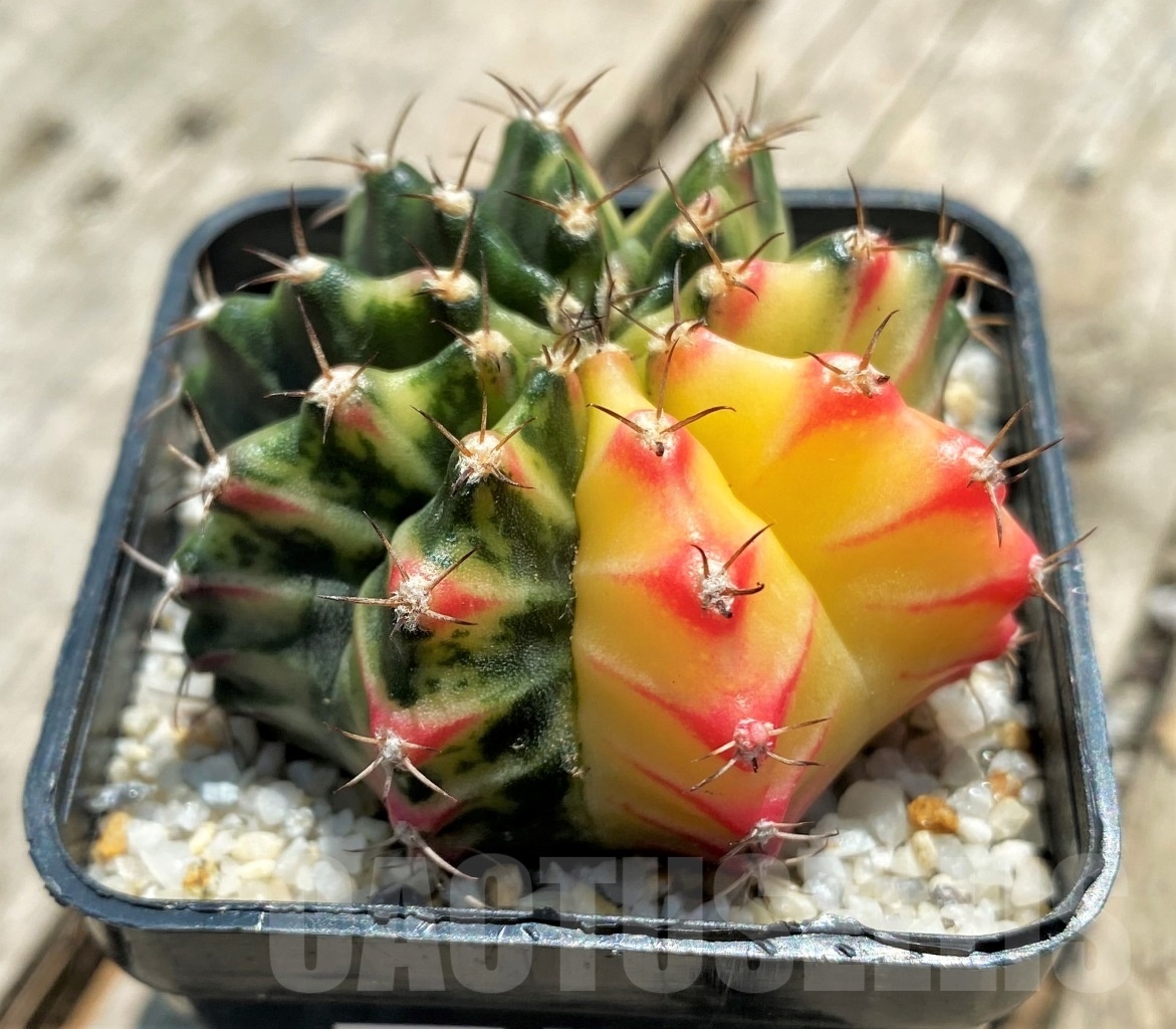 SHPR11348 Gymnocalycium mihanovichii f. variegata