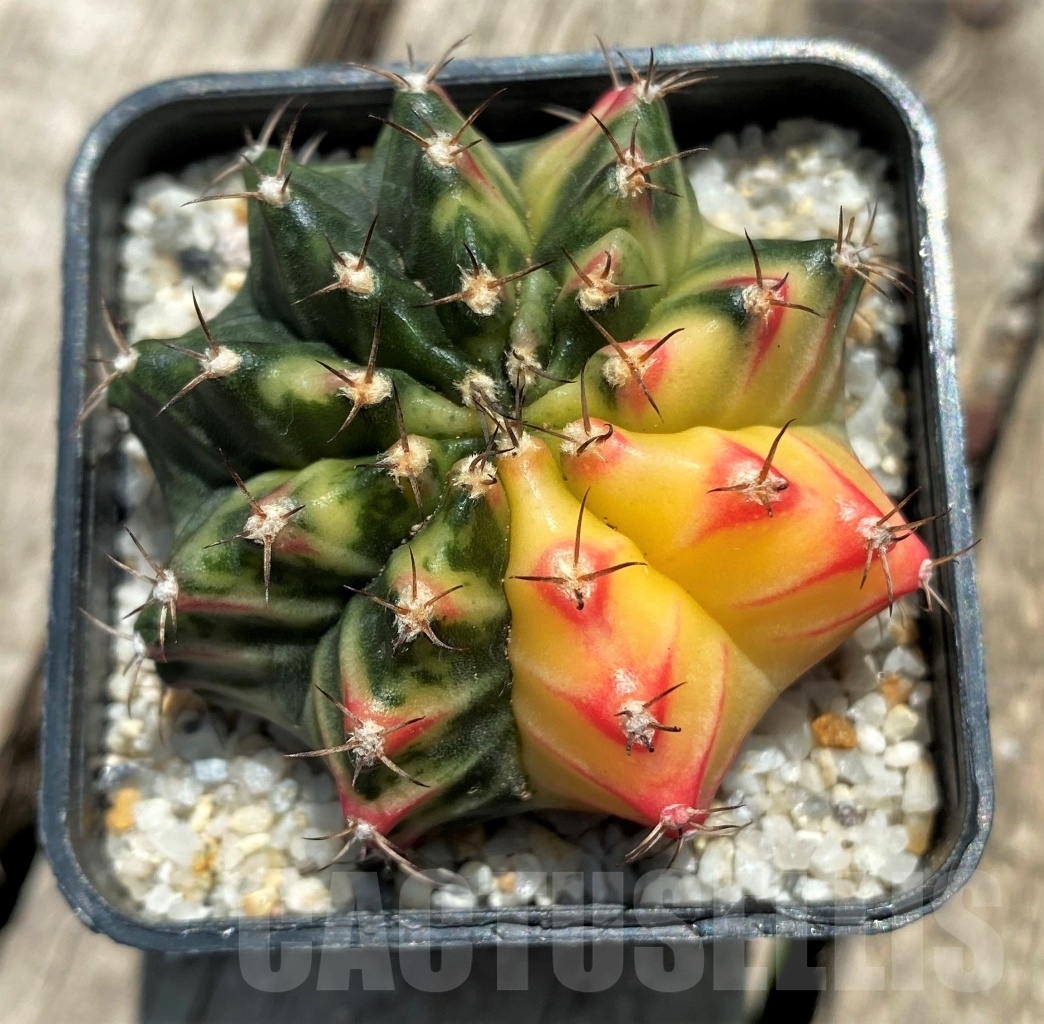 SHPR11348 Gymnocalycium mihanovichii f. variegata - Image 2