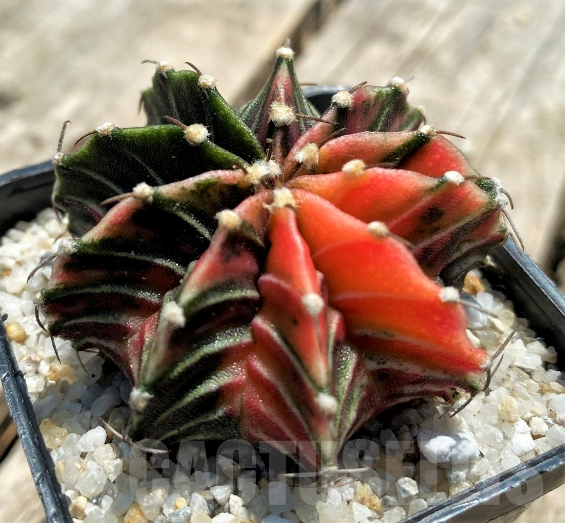 SHPR11351 Gymnocalycium mihanovichii f. variegata