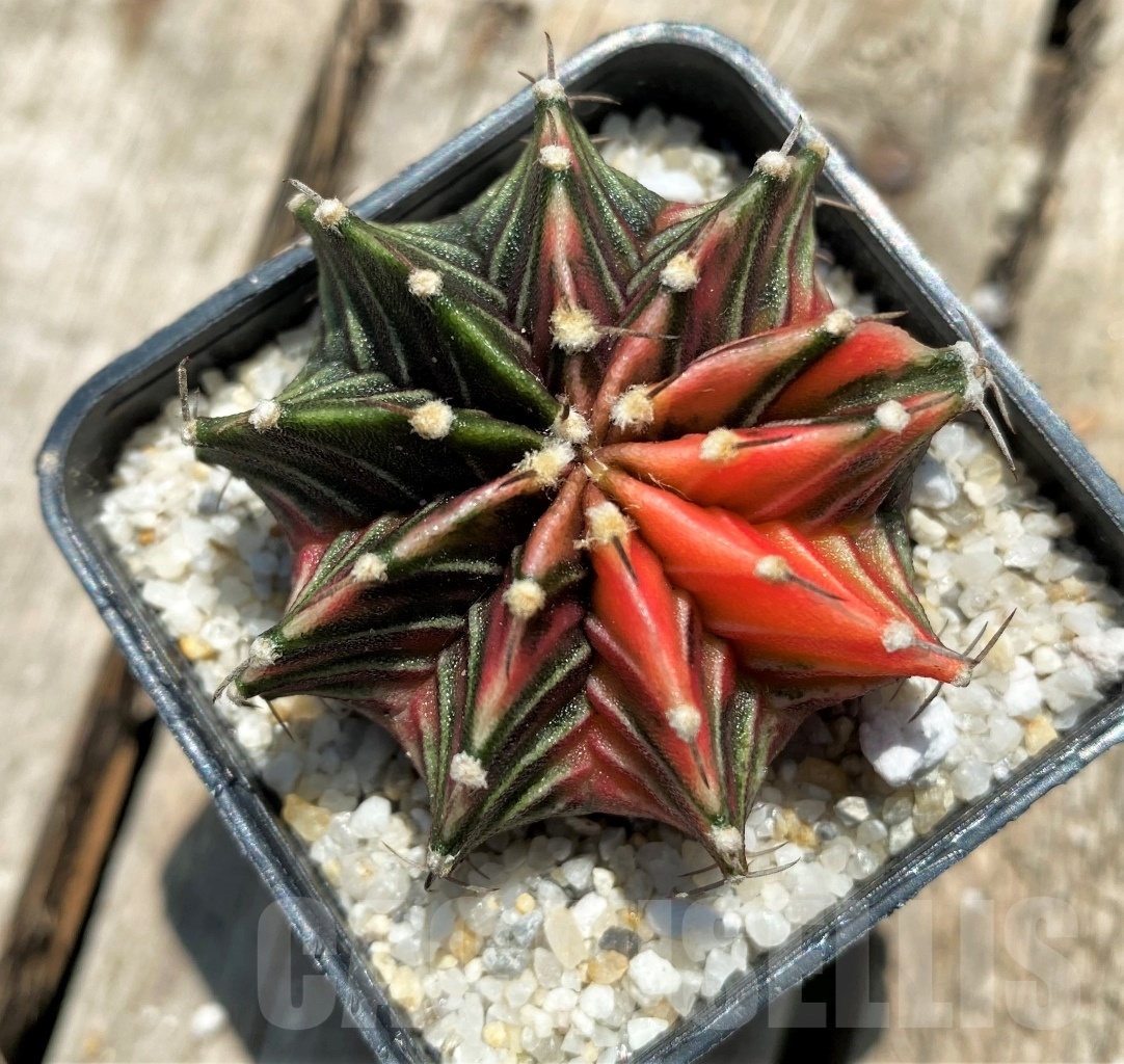 SHPR11351 Gymnocalycium mihanovichii f. variegata - Image 2