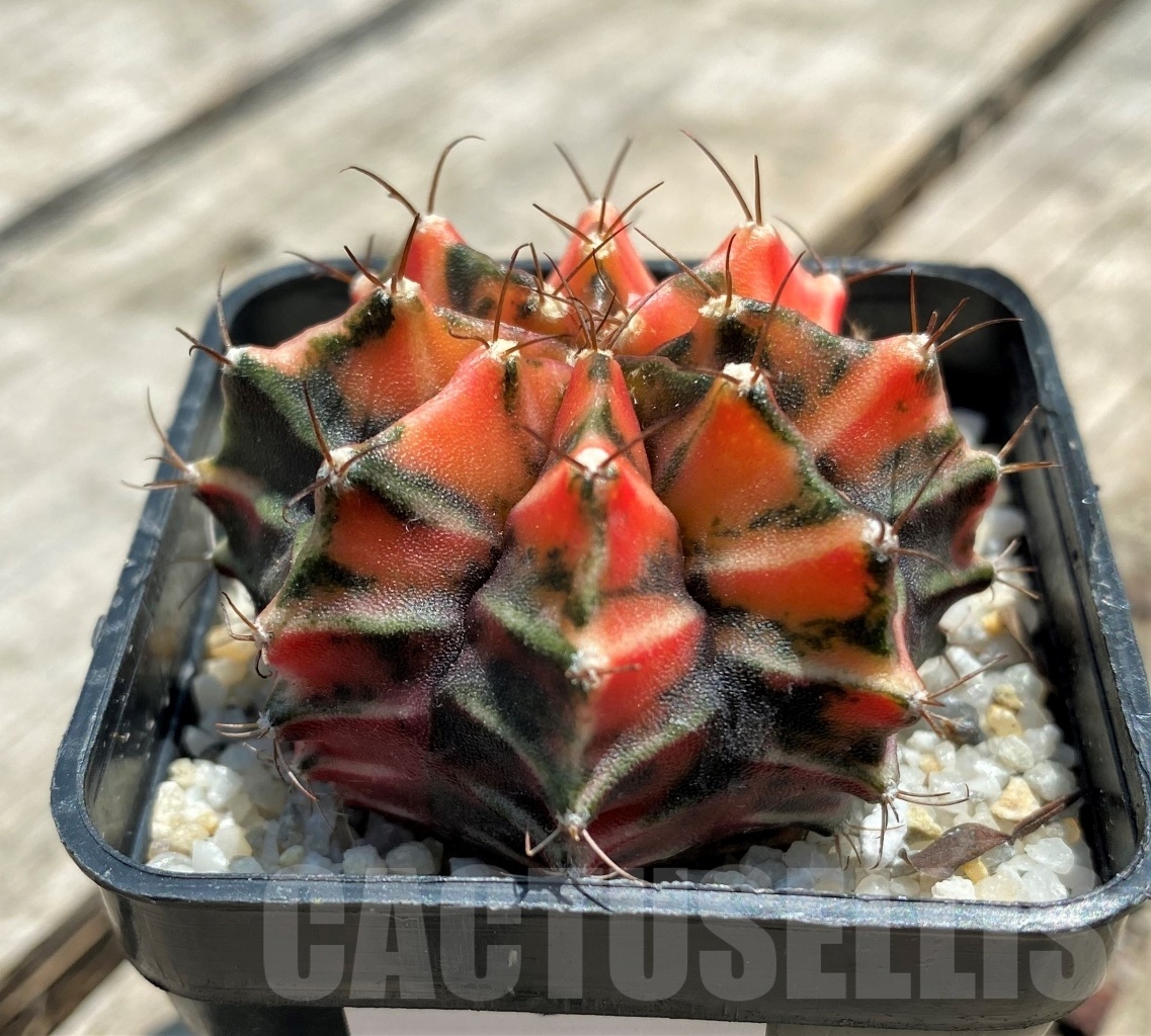 SHPR11354 Gymnocalycium mihanovichii f. variegata