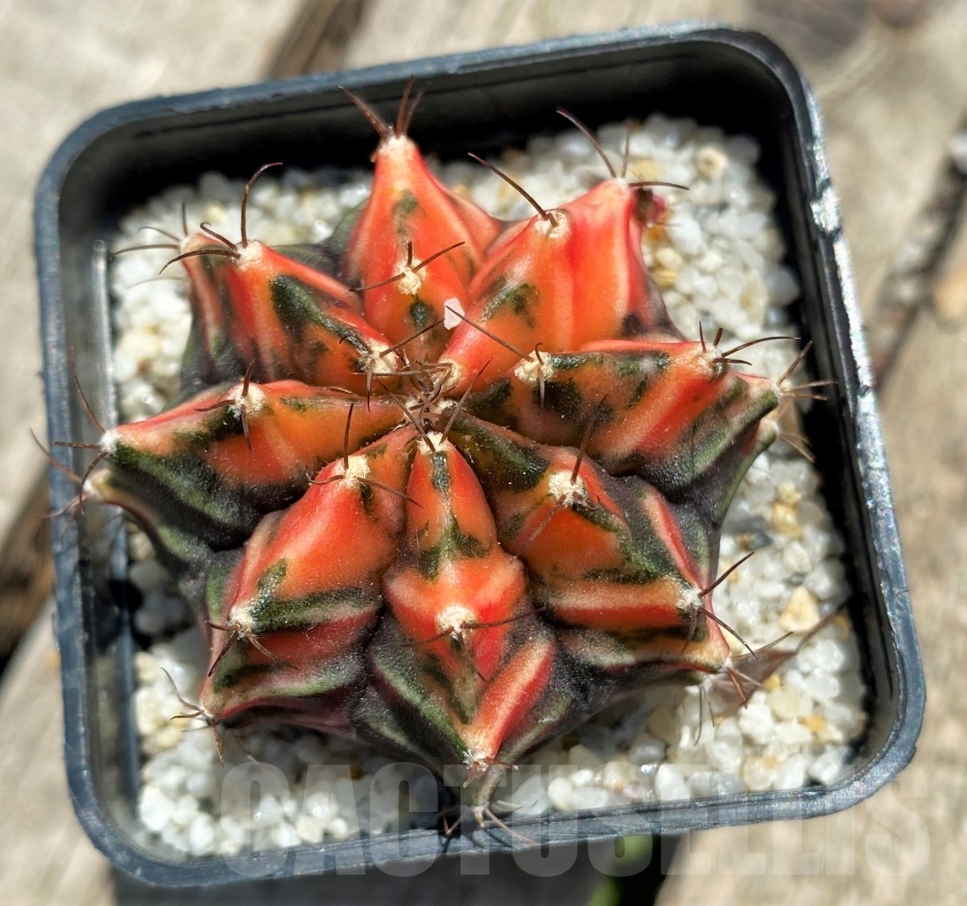 SHPR11354 Gymnocalycium mihanovichii f. variegata - Image 2