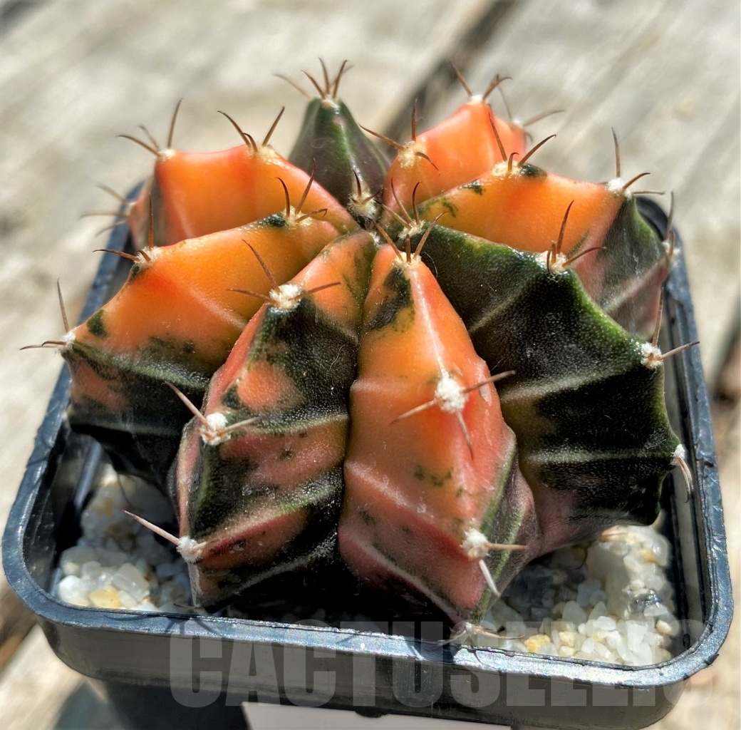 SHPR11355 Gymnocalycium mihanovichii f. variegata