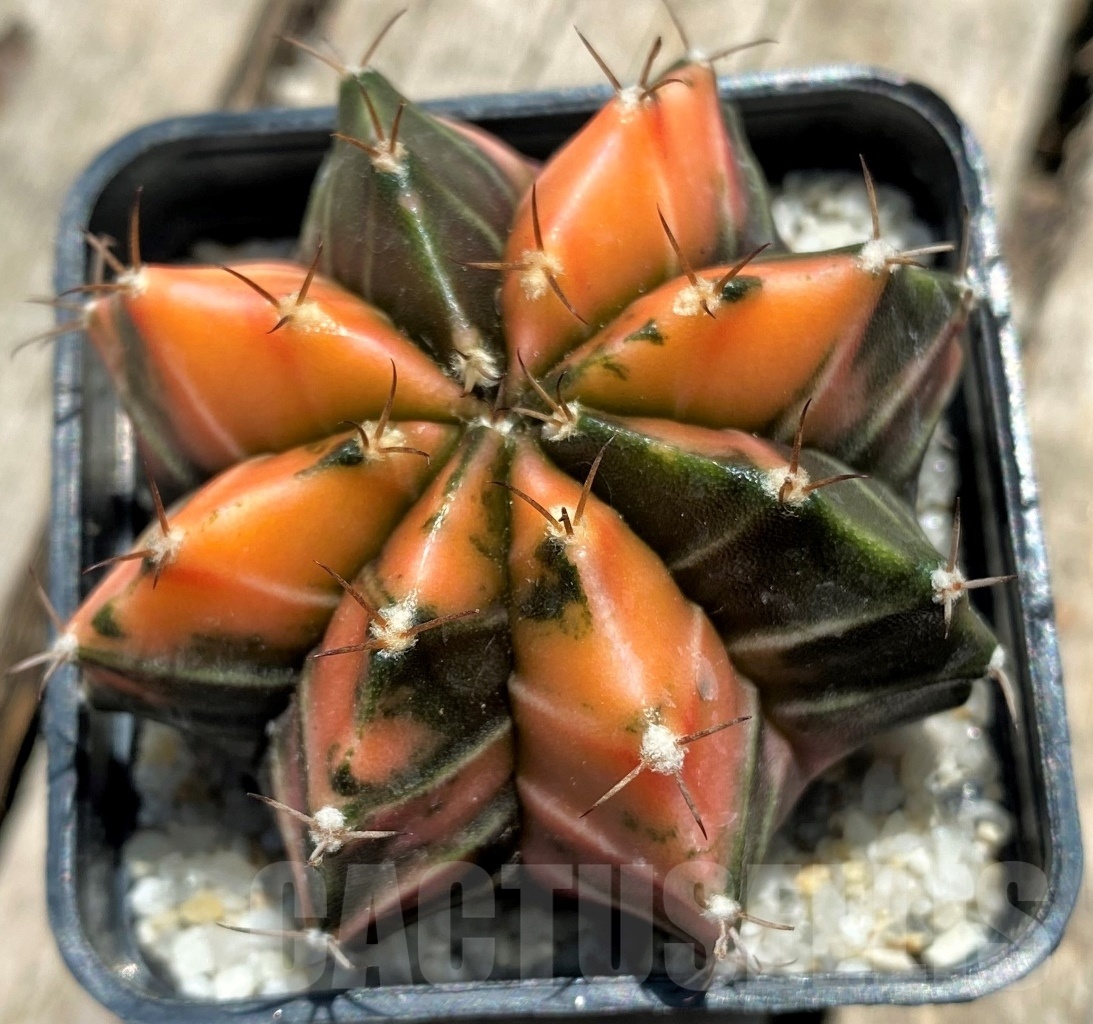 SHPR11355 Gymnocalycium mihanovichii f. variegata - Image 2